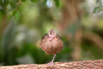Obraz premium Young Pheasants