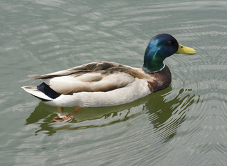 Kaczki krzyżówki © Zbyszek Nowak