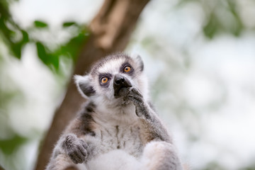 cute ring-tailed lemur © luckybusiness