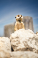 Meerkat peeking behind rock
