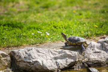 red-eared slider turtle basking in the sun