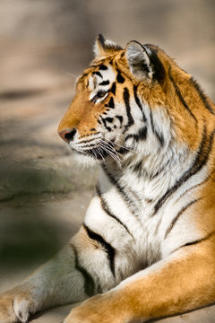 Amur tiger