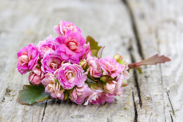 Kalanchoe flower