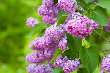 Obraz premium lilac bush
