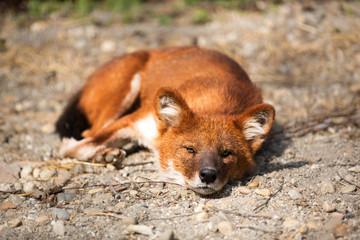 Red Fox lying