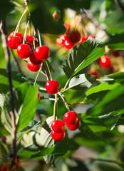 cherries on the branch