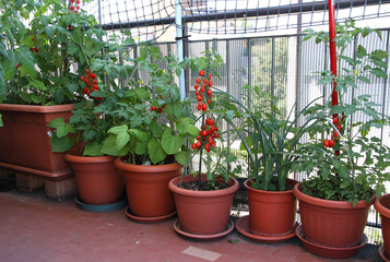 Fototapeta na wymiar TOMATO plants on the terrace of the apartment in the city