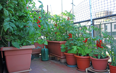 potted TOMATO plants on the terrace of the House in the city
