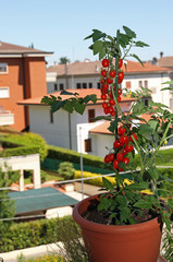 Fototapeta na wymiar vase with red tomatoes on the terrace of the apartment