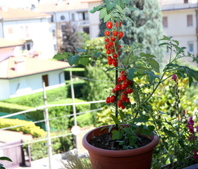 Fototapeta na wymiar red tomatoes in pots on the balcony of the terrace of a house in