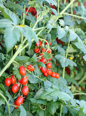 red ripe tomatoes, datterino type