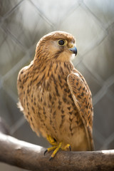 Falcon