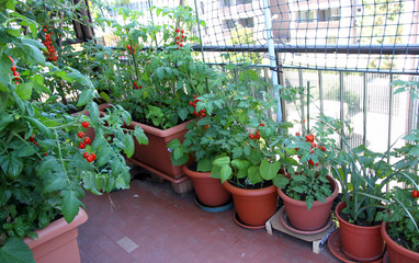 growing tomatoes on the terrace of the apartment building