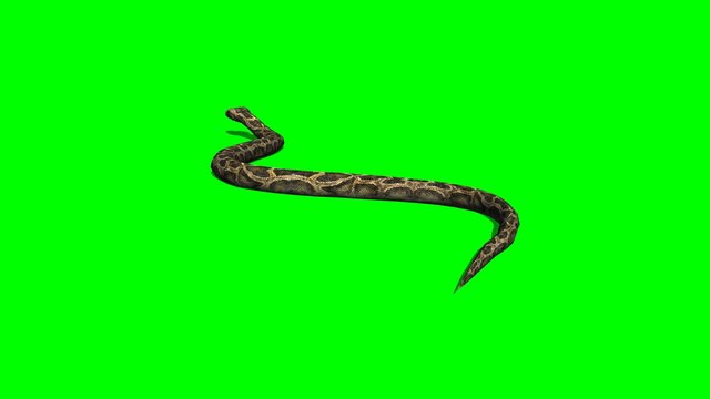 python snake crawls - green screen