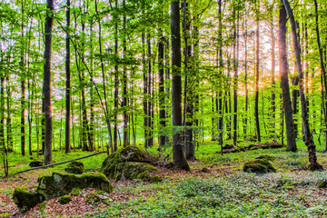 Spring Forrest Sunset