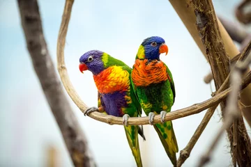 Printed kitchen splashbacks Parrot Parrot couple