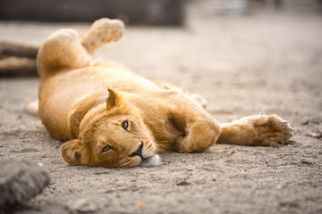 Obraz premium young lion