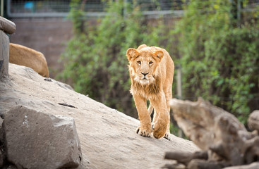 Obraz premium Young lion walking in zoo