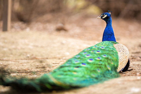 Fototapeta wonderful peacock