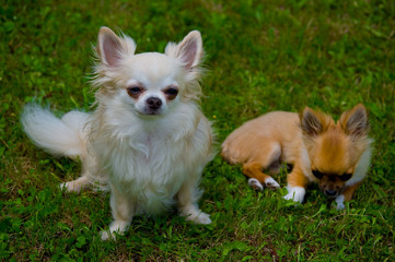 Longhair chihuahua.