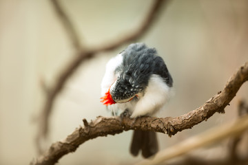 red-crested bird