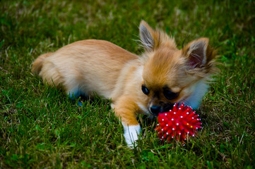 Longhair chihuahua.