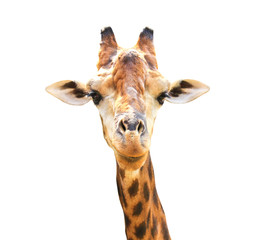 Closeup portrait of giraffe isolated on white background.