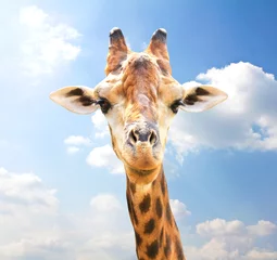 Crédence de cuisine en verre imprimé Girafe Closeup portrait de girafe sur fond de ciel bleu.