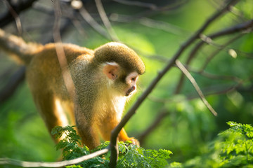 Obraz premium squirrel monkey