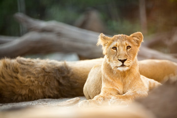 Obraz na płótnie Canvas Beautiful young lion