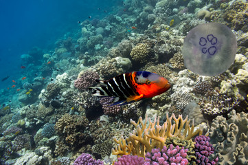 Boomtail wrasse (Cheilinus lunulatus)