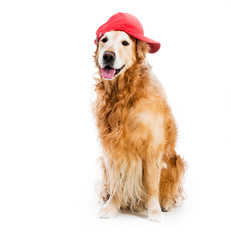 Retriever in hat