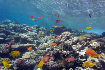 Fototapeta na wymiar Hard coral and Sulfur damsel