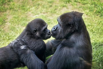 Naklejka premium baby gorilla with mother