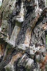 Old dead tree. Texture