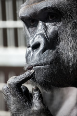 Thinking gorilla © luckybusiness