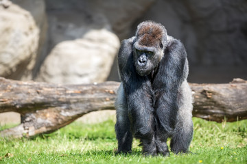 male silver back gorilla