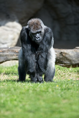 Naklejka premium Gorilla