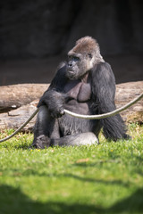 male gorilla sitting on grass