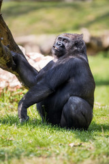 male gorilla silverback