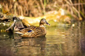 duck