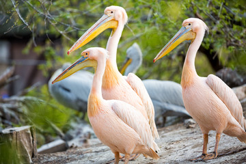 Group of white pelican