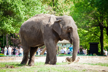 Elephant