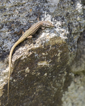 Psammodromus hispanicus or small lizard