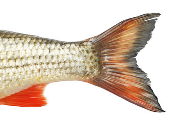 fish tale