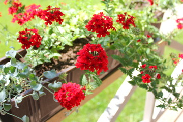 Fototapeta na wymiar Beautiful red Verbena (verbenas or vervains ) flowers on terrace