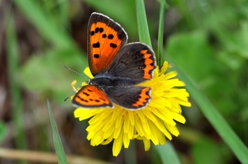 タンポポとベニシジミ