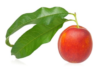 Ripe nectarine