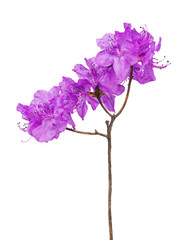 Purple rhododendron flowers on branch.