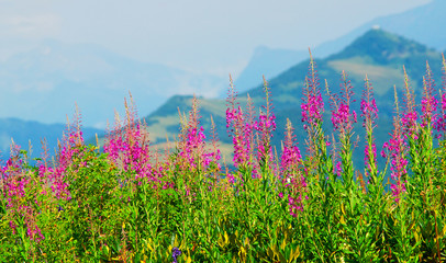 Fototapety  Kwiaty w górskiej dolinie.